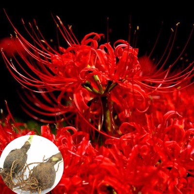 ÂüÖéɳ»ª±Ë°¶»¨°üÓÊËļ¾Ò×Öֱ˰¶»¨ÖÖÇòʯËâÖÖÇòÖÖ×ÓÂüÍÓÂÞ»ªÖÖÇò