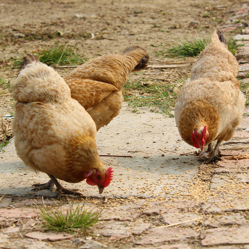 【散养700天】原粮老母鸡农家土鸡柴鸡草鸡月子鸡笨鸡2.0-2.5斤