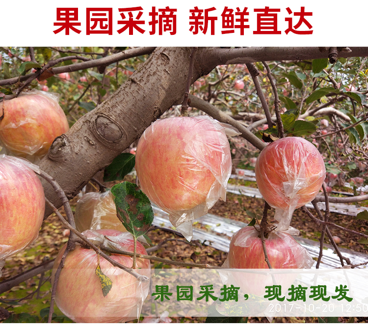 陕西红富士丑苹果新鲜水果脆甜当季整箱10斤装批发